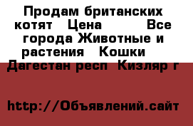 Продам британских котят › Цена ­ 500 - Все города Животные и растения » Кошки   . Дагестан респ.,Кизляр г.